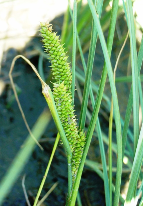 Carex rostrata